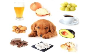 Chó không ăn được những gì