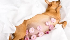 Chó Có Bầu Không Nên Ăn Gì